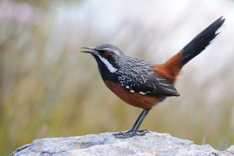 Cape Rock jumper